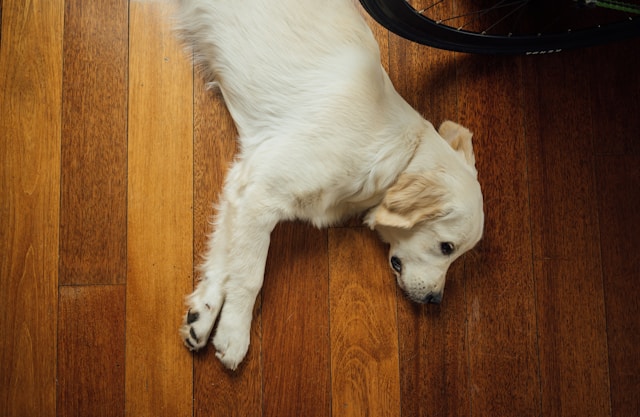 How Can You Create a Pet Policy that works - Barrain