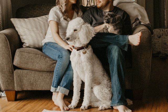 Why Do Tenants Want to Keep Pets when renting - Barrain