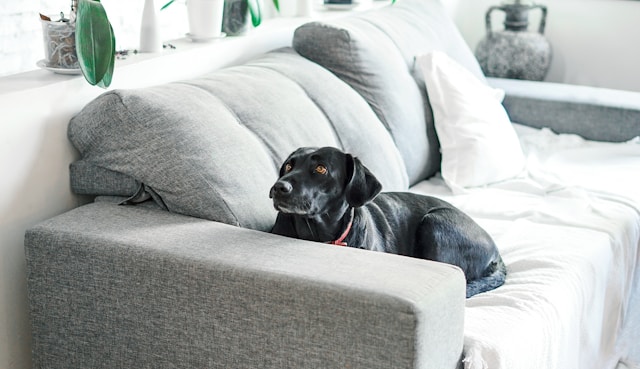 Keeping pets pros and cons in rented properties - Barrain