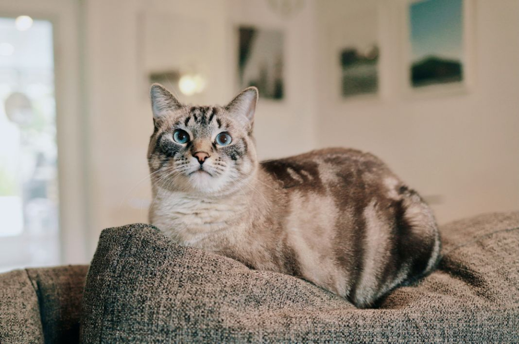 A photo of a cat standing on a cushion in a uk home