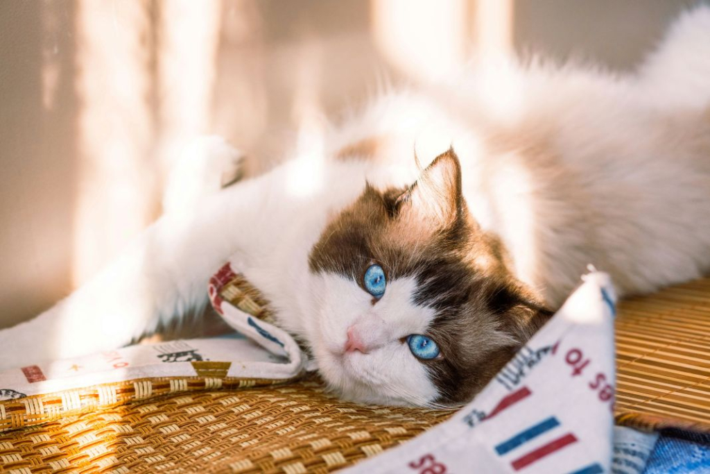 a photo of a cat laying in a uk property